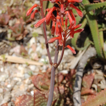 Aloe saponaria '' (051179)