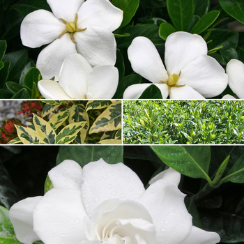 Gardenia jasminoides 'Multiple Varieties' (052769)