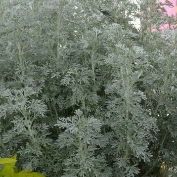 Artemisia ludoviciana 'Parfum d'Ethiopia' (052833)