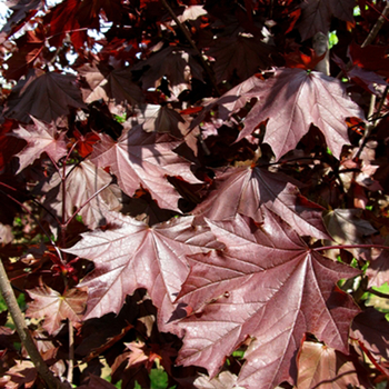 Acer platanoides 'Royal Red' (054033)