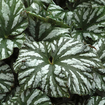 Begonia Cool Breeze™ 'Glacier' (056180)