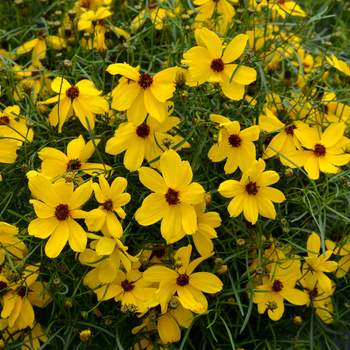 Coreopsis 'Imperial Sun' (056215)