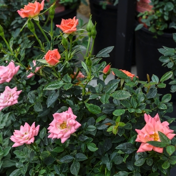 Rosa Garden Treasures™ 'Gemstone™' (060126)