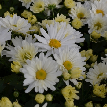 Chrysanthemum x morifolium 'White' (060385)