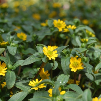 Sanvitalia procumbens 'Solaris® Yellow' (061334)