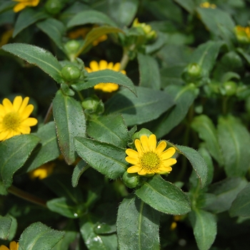 Sanvitalia procumbens 'Solaris® Yellow' (061335)