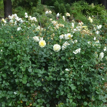 Rosa 'White Licorice™' (061884)