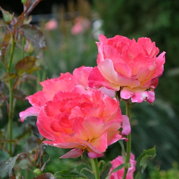 Rosa 'Granada' (061946)