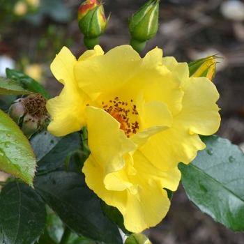 Rosa Kolorscape® 'Lemon Fizz™' (062091)