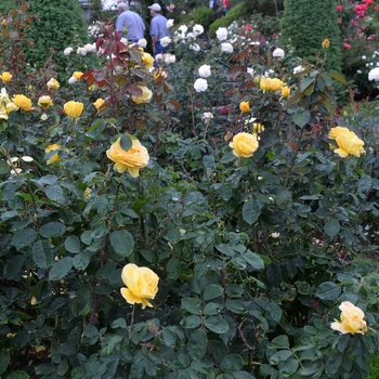 Rosa 'Ch-Ching' (062210)