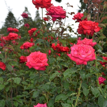 Rosa 'Let Freedom Ring' (062264)