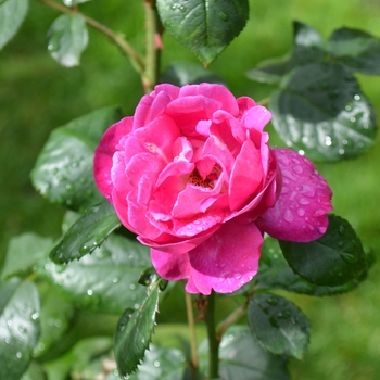 Rosa 'Purple Heart' (062359)