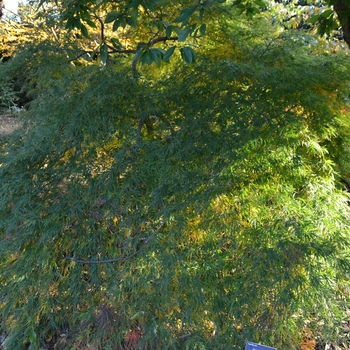 Acer palmatum var. dissectum '' (062778)
