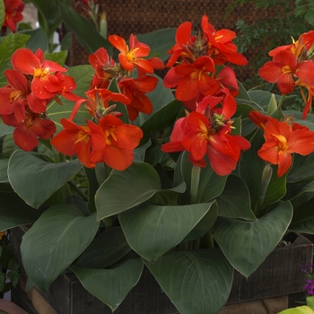 Canna x generalis 'South Pacific Scarlet' (062884)
