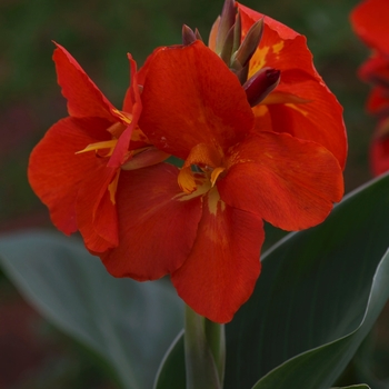 Canna x generalis 'South Pacific Scarlet' (062886)