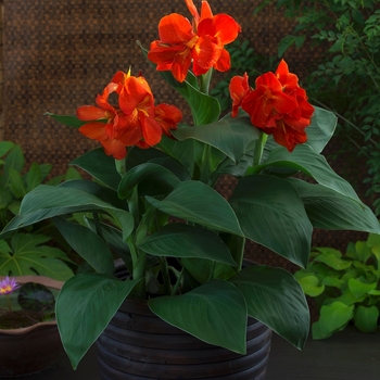 Canna x generalis 'South Pacific Scarlet' (062887)