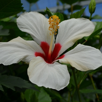 Hibiscus rosa-sinensis 'White Wings' (063032)