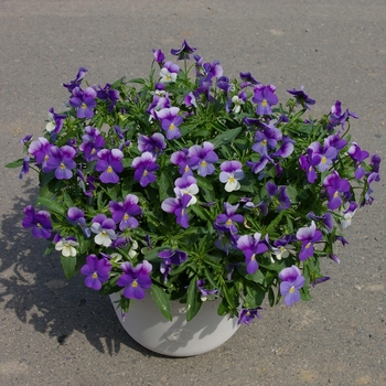 Viola cornuta 'Rain Blue and Purple' (063193)