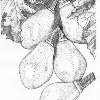 Cucurbita pepo 'Papaya Pear' (065028)