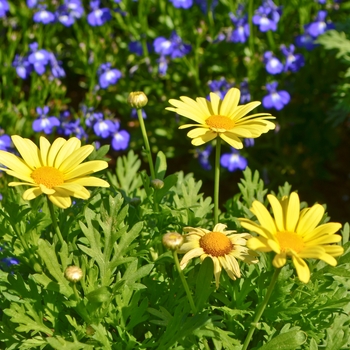 Argyranthemum 'Beauty Yellow' (065527)