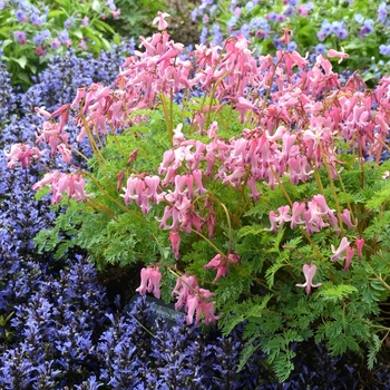Dicentra Amore™ '' (065708)