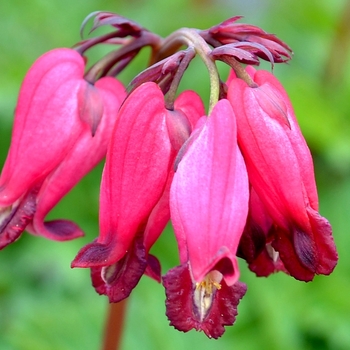 Dicentra Amore™ '' (065712)