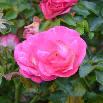 Rosa Easy Elegance® '' (066009)