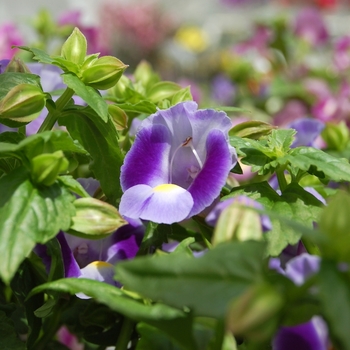 Torenia fournieri 'Lovely Purple' (071881)