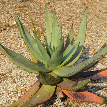 Aloe marlothii '' (073384)