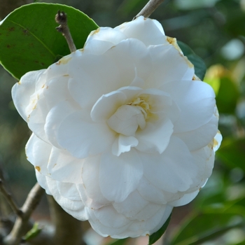 Camellia japonica 'Alba Superba' (073414)