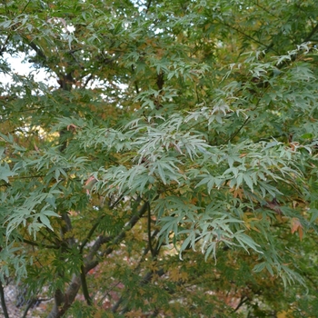 Acer palmatum 'Ao Kanzashi' (073568)