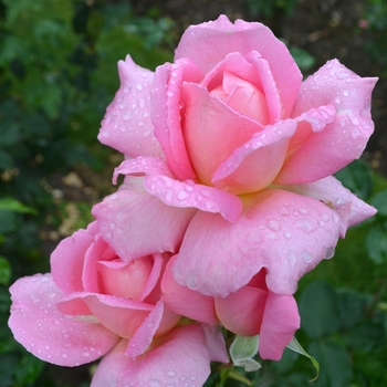 Rosa 'Tiffany' (074098)