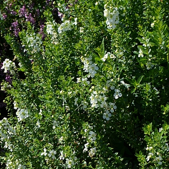 Angelonia angustifolia Archangel™ 'White Improved' (074251)