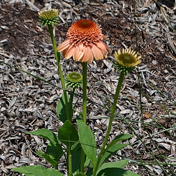 Echinacea purpurea Supreme™ 'Cantaloupe' (074271)