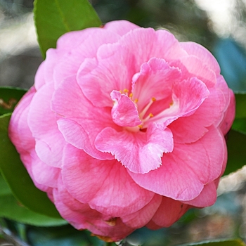 Camellia japonica 'Augusta Wilson' (074506)