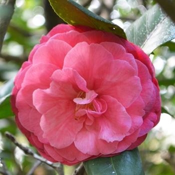 Camellia japonica 'Elena Nobile' (074510)
