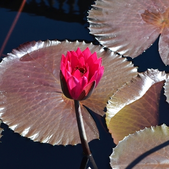 Nymphaea 'Red Flare' (074538)