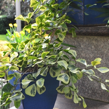 Ficus natalensis ssp leprieurii 'Malay Gold' (074716)