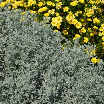 Artemisia ludoviciana 'Parfum d'Ethiopia' (074766)