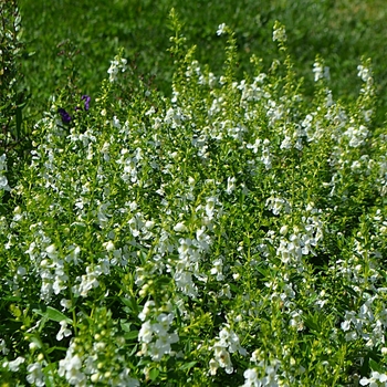 Angelonia angustifolia Serenita® 'Whiteccc' (074773)
