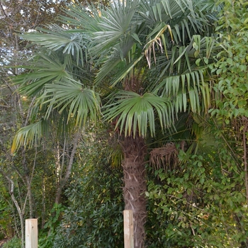 Trachycarpus fortunei '' (075208)