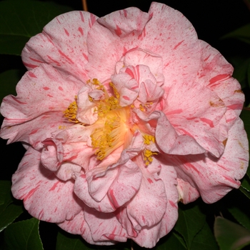 Camellia japonica 'Lauren Tudor' (075242)