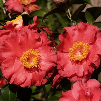 Camellia japonica 'Don Mac' (075251)