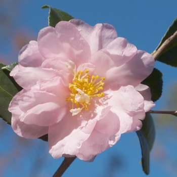 Camellia 'Winter's Interlude' (075608)