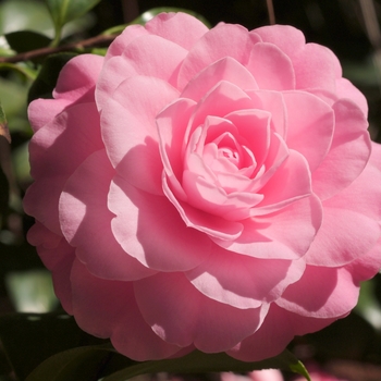 Camellia 'Betty Ridley' (075626)