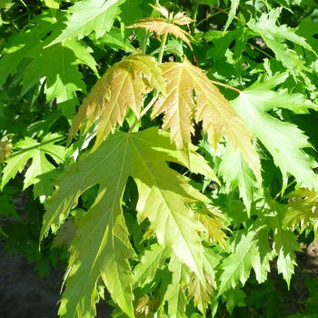 Acer saccharinum 'Pyramidale' (083960)