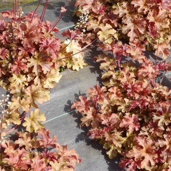 Heucherella Cascade™ 'Autumn' (084545)