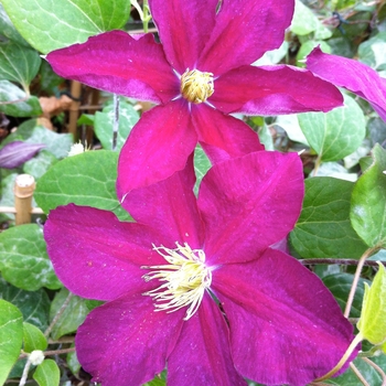 Clematis 'Madame Edouard Andre' (085147)