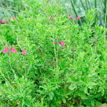 Salvia greggii Mirage™ 'Pink' (085431)