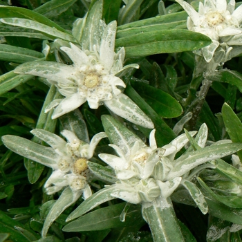 Leontopodium alpinum '' (088843)